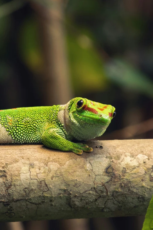 a green lizard laying on a nch with some green leaves in the background