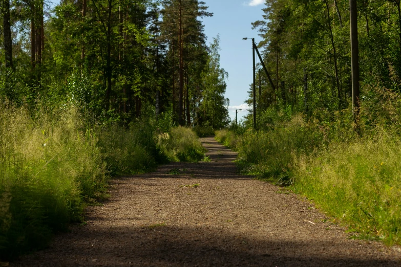 a dirt road in the middle of a grassy forest