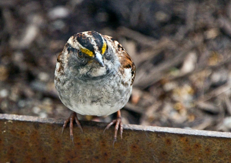 a small bird with a yellow eye sits on a rusty ledge