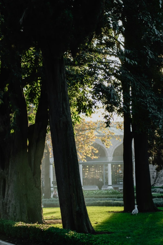 a path through an area that is surrounded by tall trees