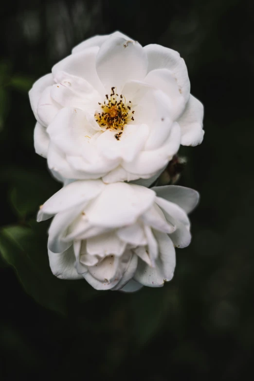 two white roses with a black background