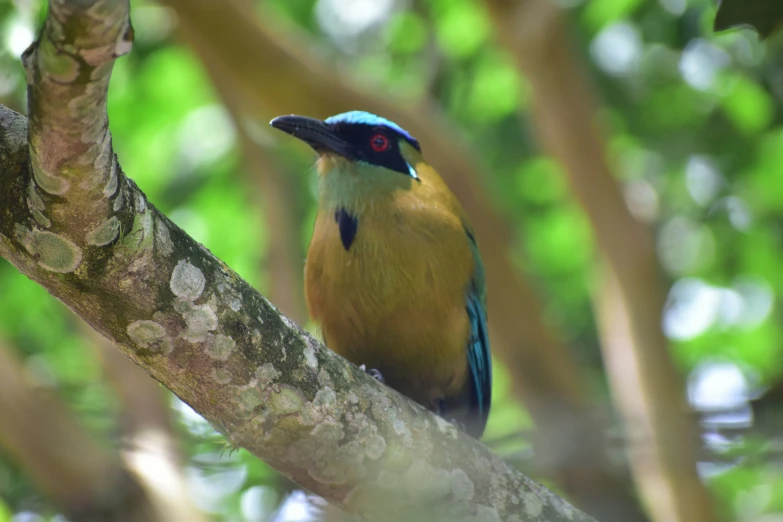 a bird that is sitting on a tree nch