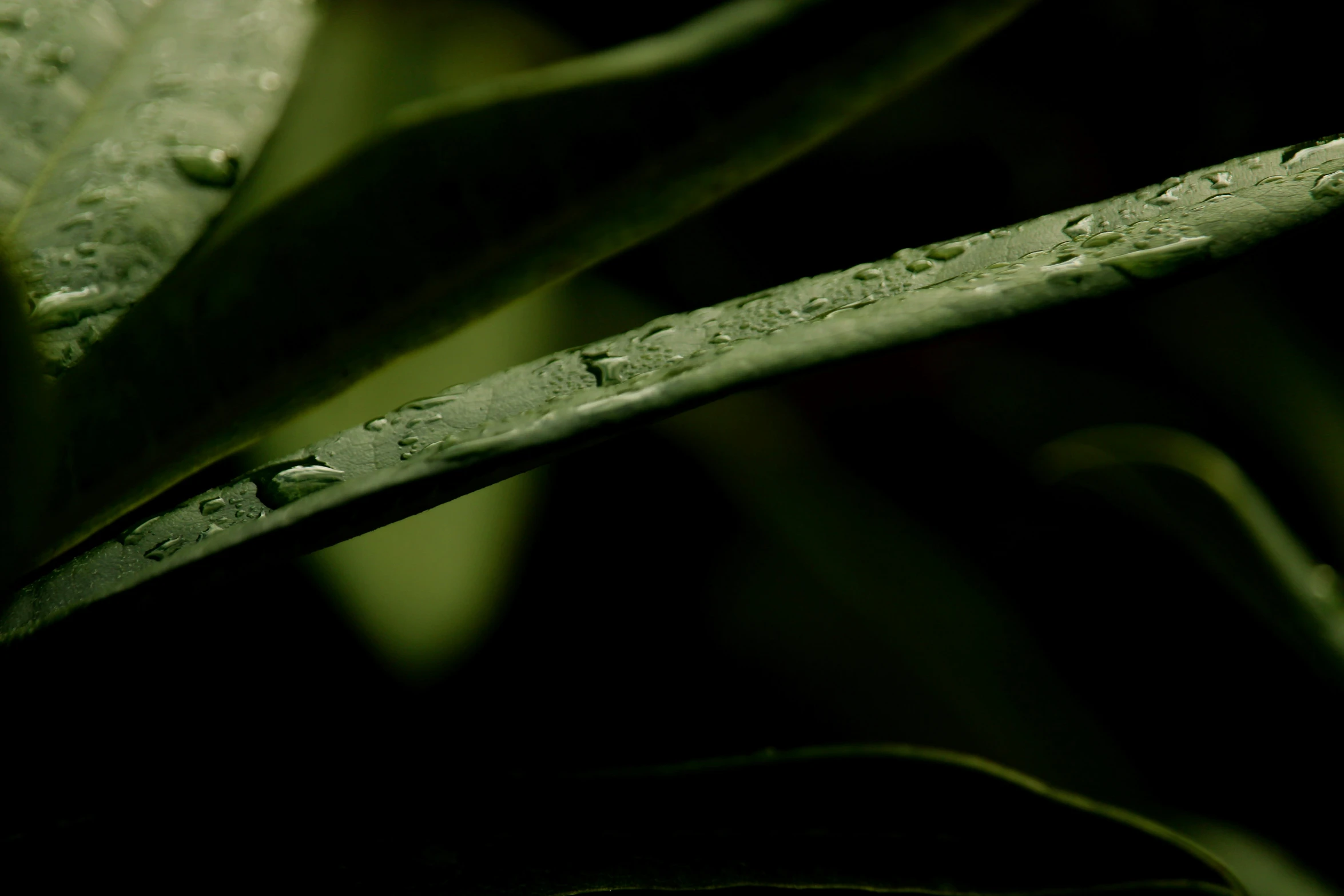 a close up of a leaf with water droplets