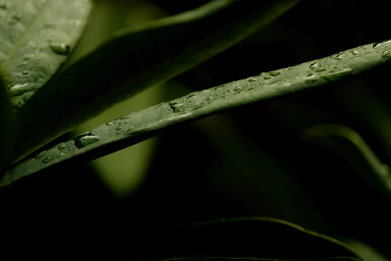 a close up of a leaf with water droplets