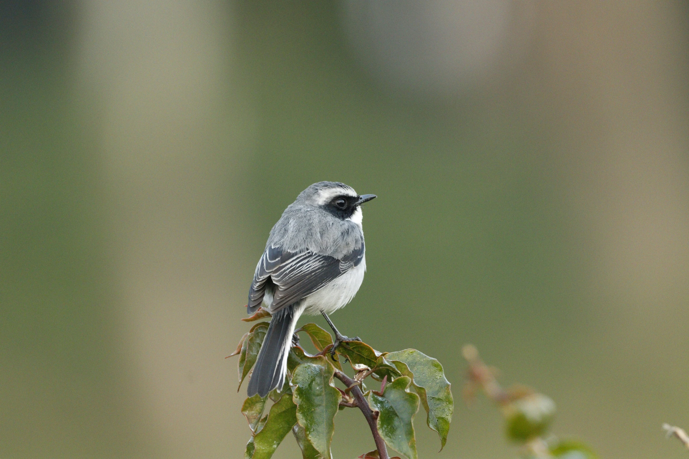 a bird sits on the nch of an apple tree