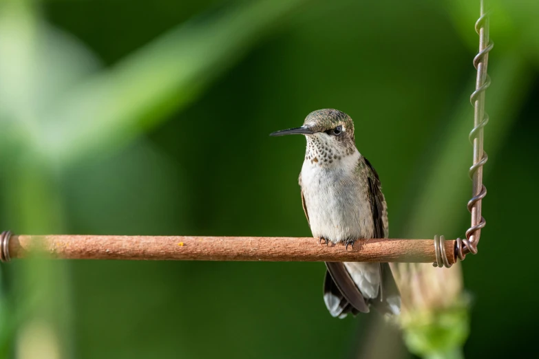 a hummingbird sitting on a stick with its beak open