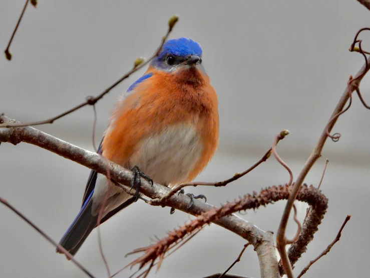 blue and orange bird sitting on a nch with a grey background