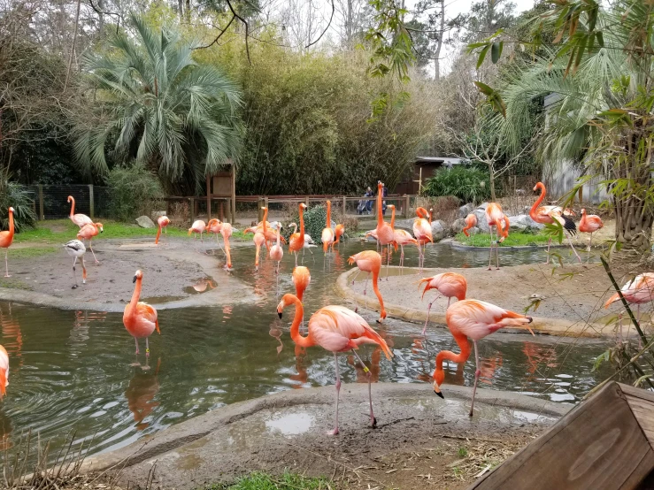 there are several flamingos in the water near some trees