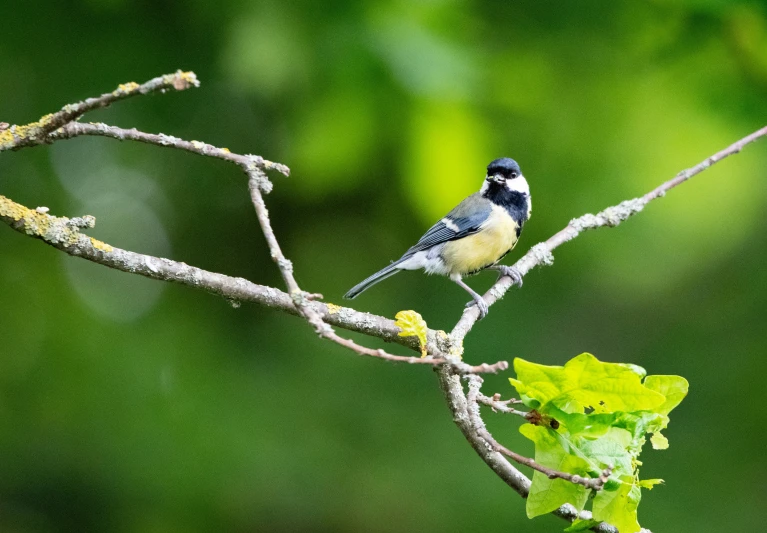 a bird sits on a nch near a green background