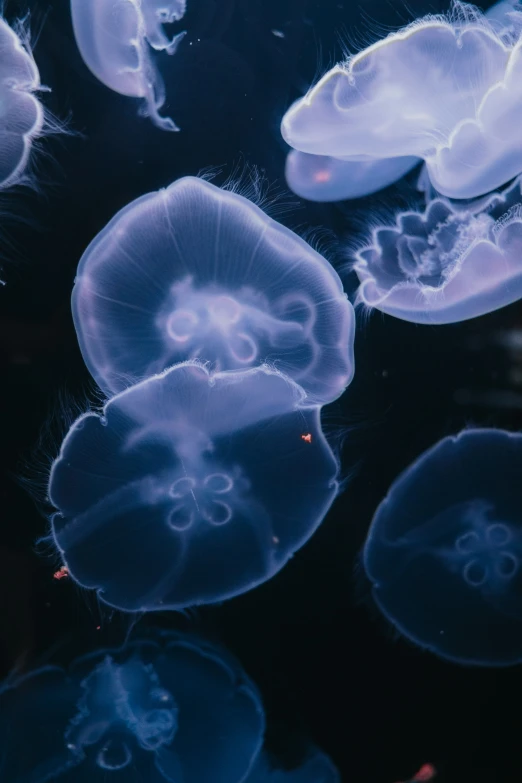 there is a close up view of jellyfish swimming