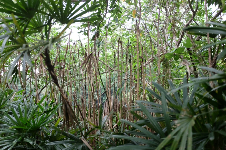 some green and brown plants and water