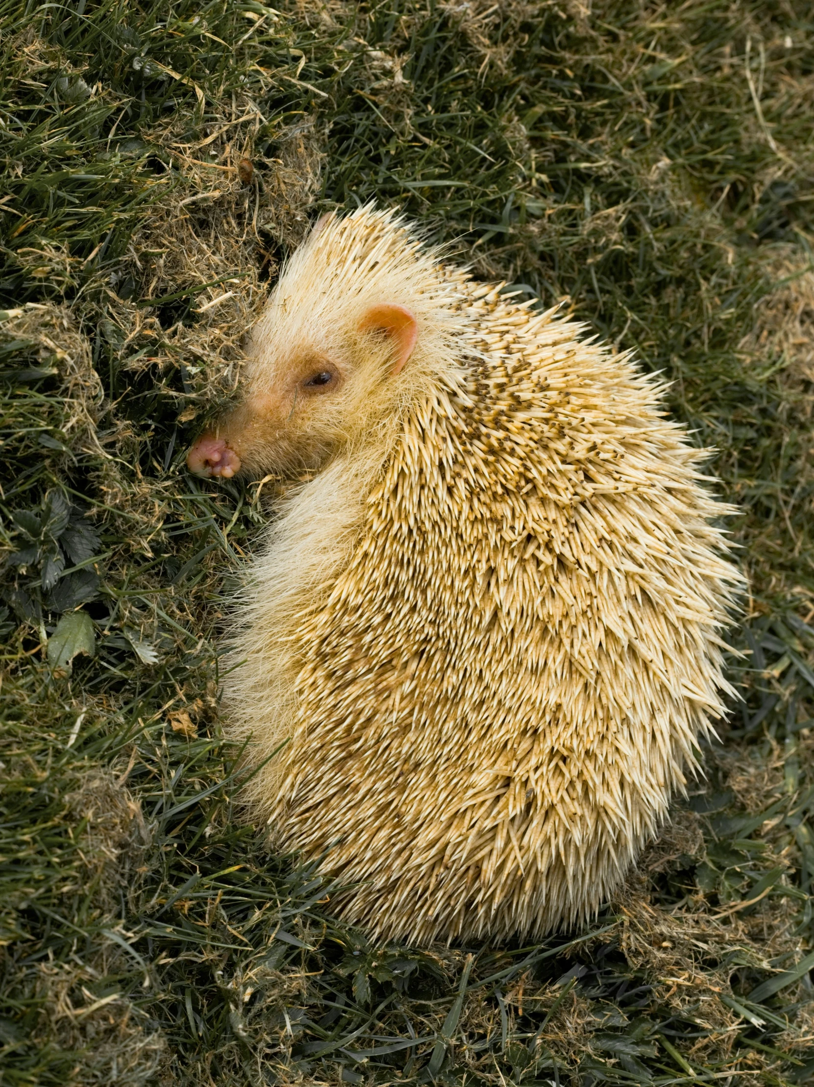 a white hedgehog laying down in the grass