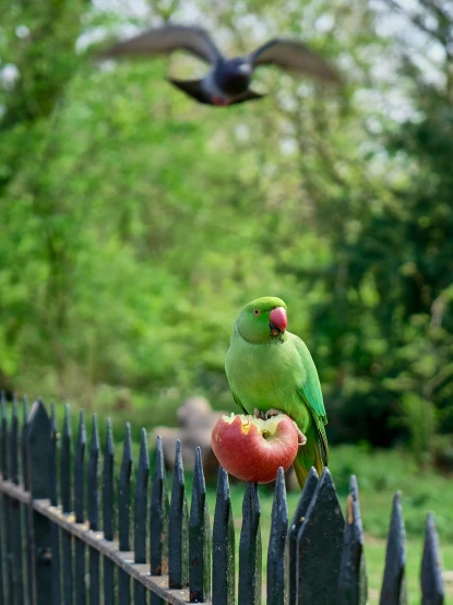 a parrot is perched on the fence eating a piece of fruit