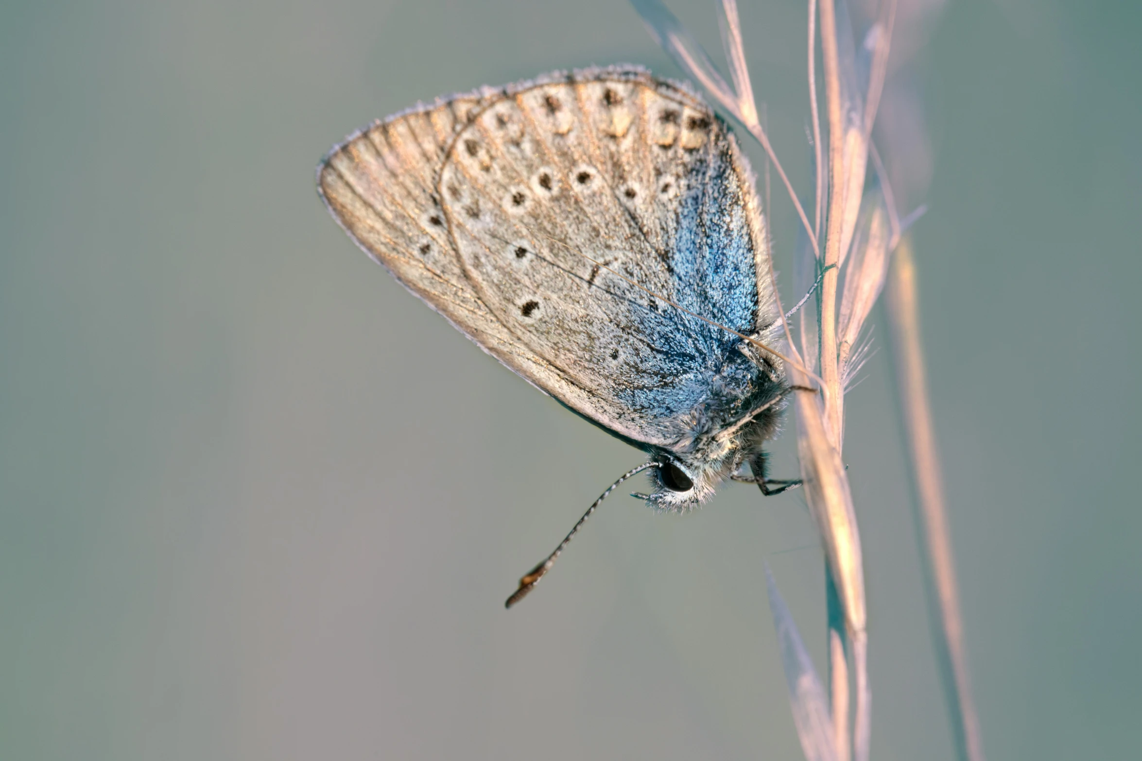 blue erfly on dry grass with light blue background