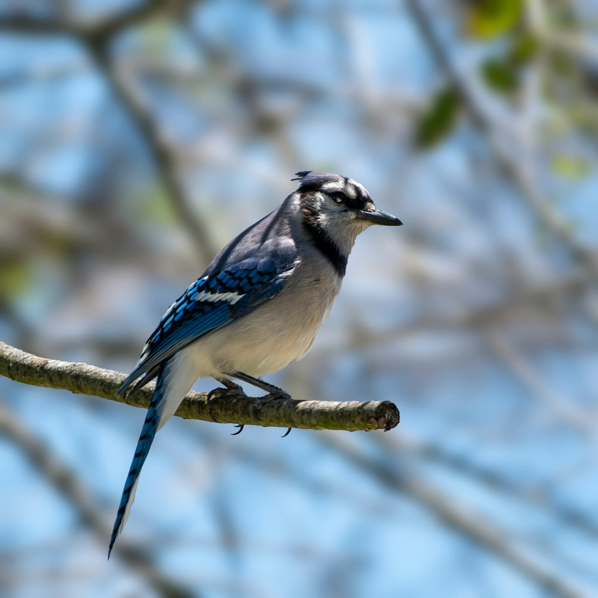 a blue and white bird sitting on a nch