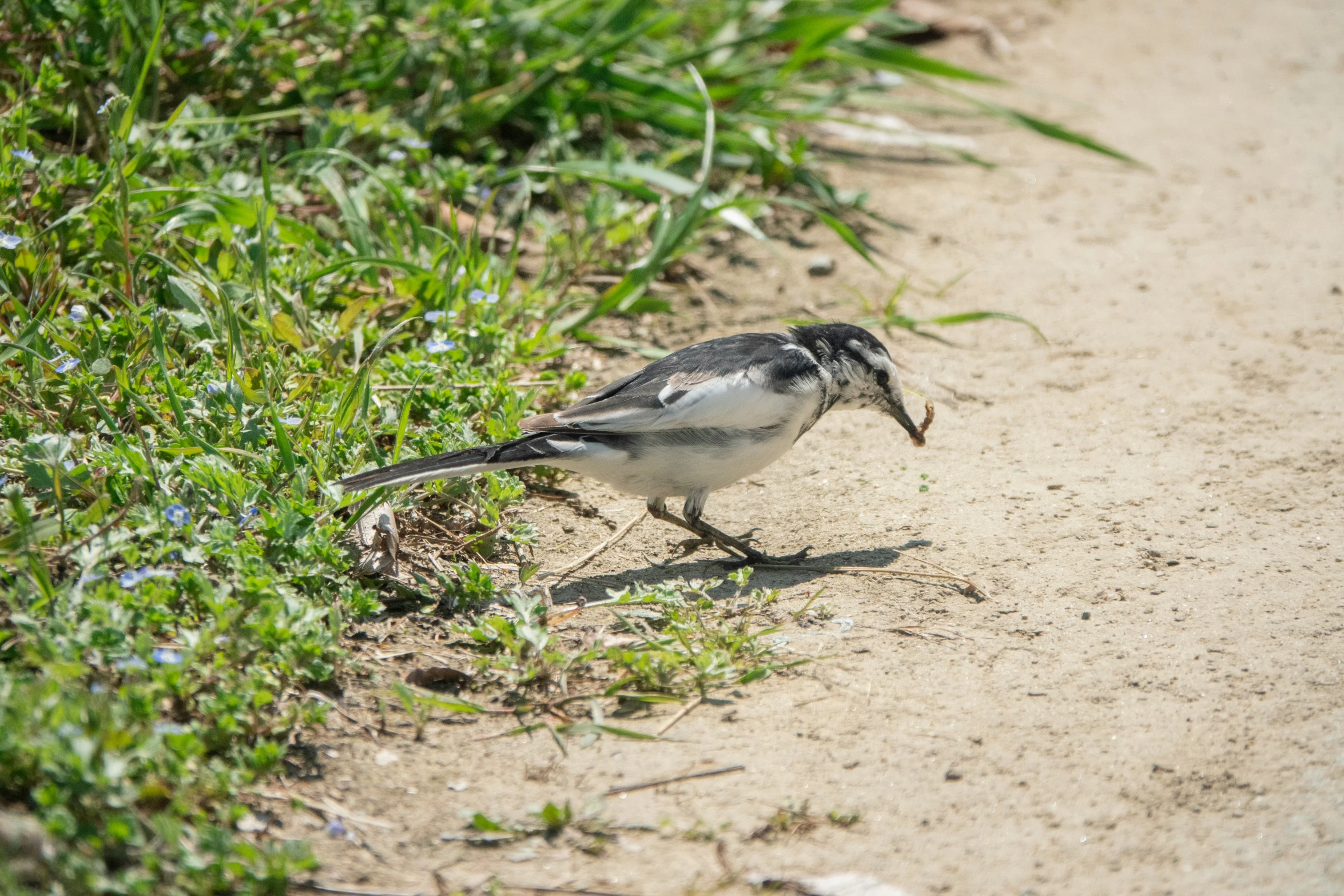 a bird on the ground with soing in its mouth