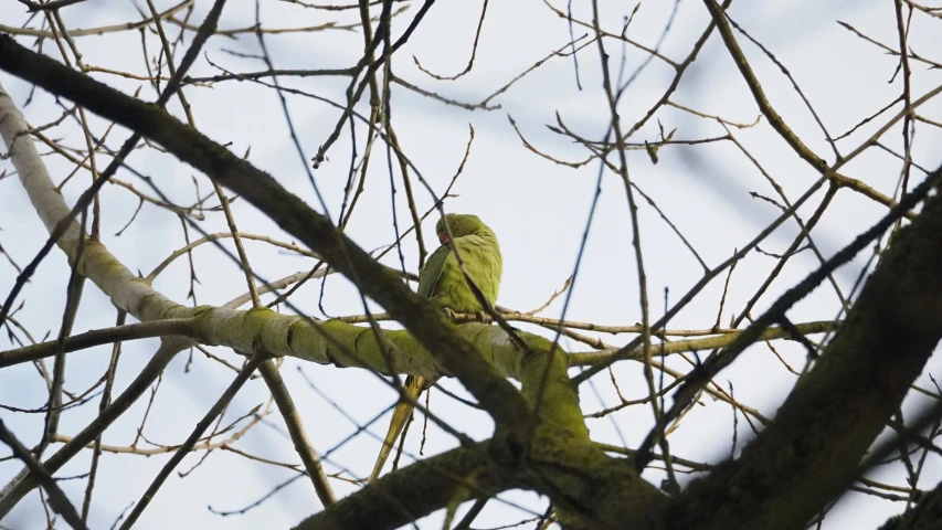 a small green bird perched on the end of a tree