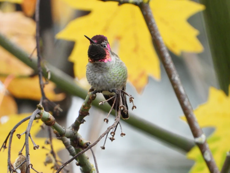 a hummingbird sitting on a tree nch with yellow leaves