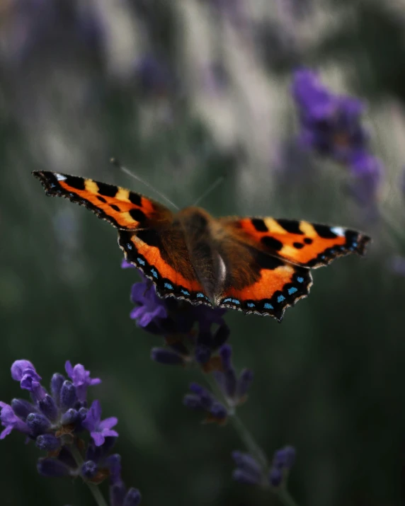 a close up of a erfly on some flowers