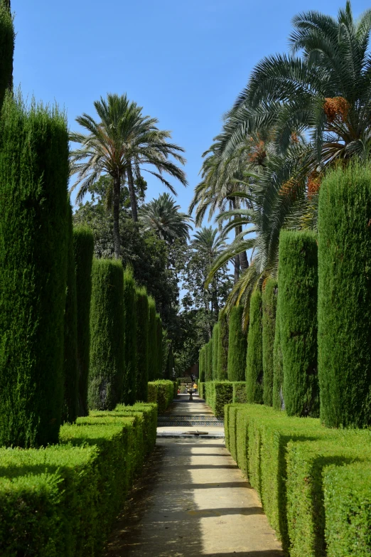 a path lined with trees lined in many rows