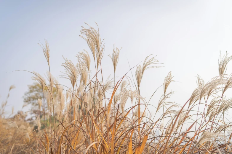 tall grass blowing in the breeze, with trees in the background