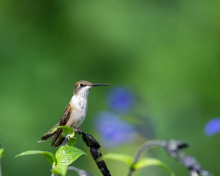 a hummingbird perched on top of a plant with green leaves