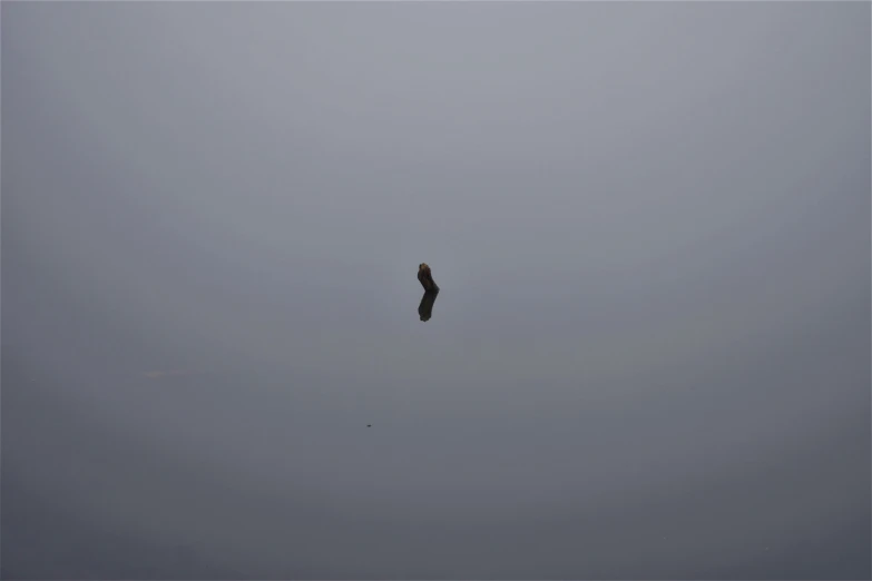 bird in mid - air during a foggy day with no one around