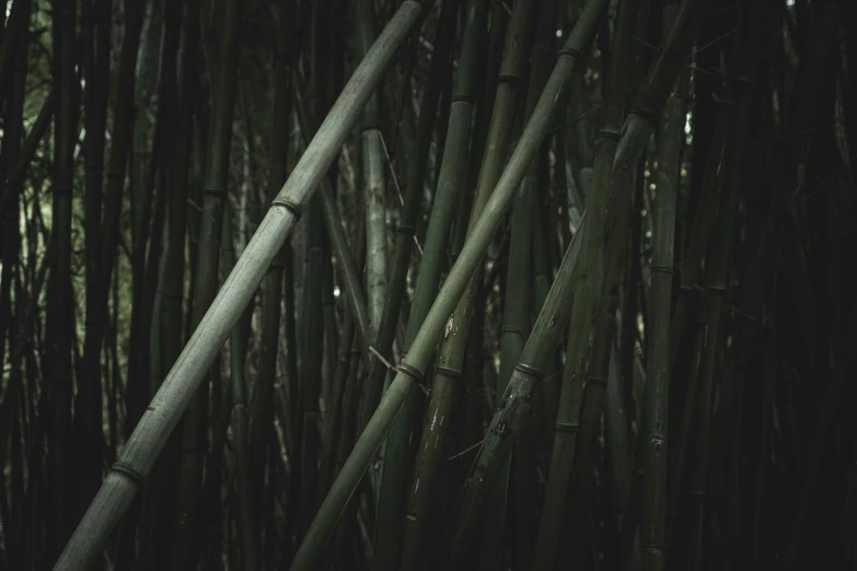 several nches of bamboo that are dark in color