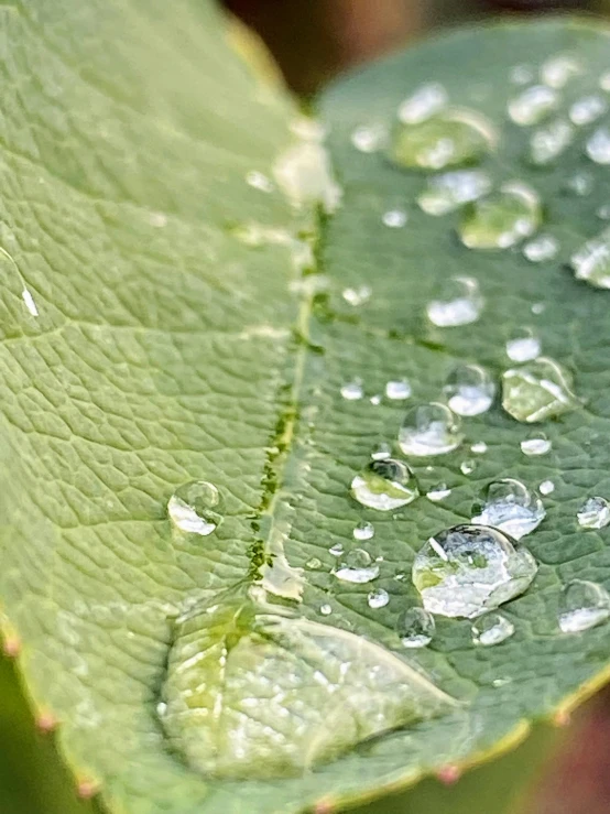 a close up of a green leaf with drops