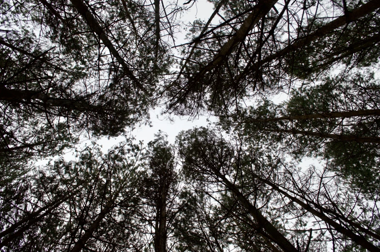 the top of many tall trees reaching up towards a sky