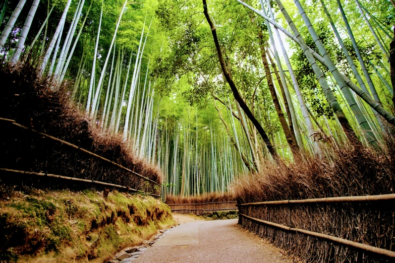 a wooden pathway surrounded by lush trees