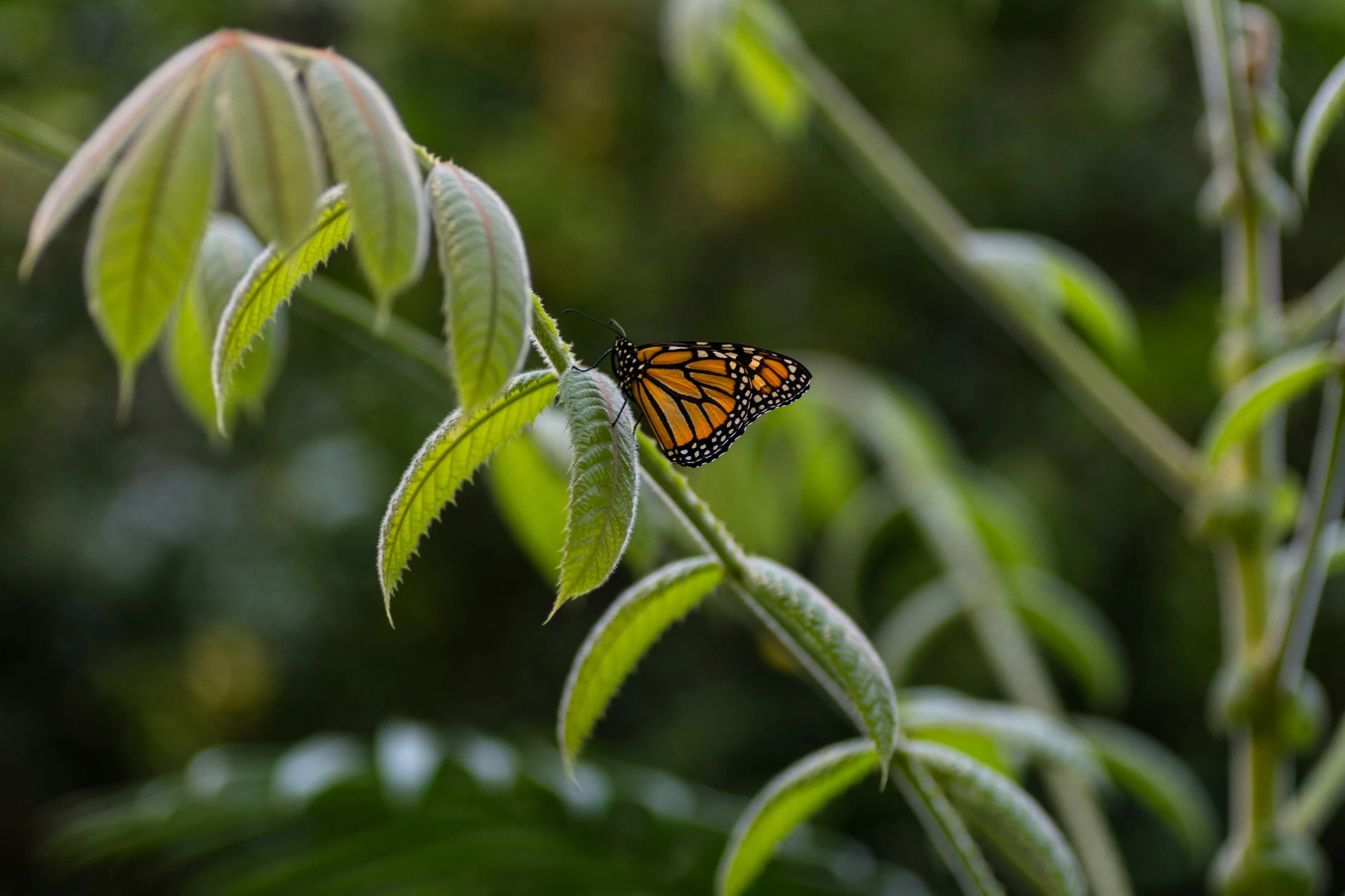 a monarch erfly on a green leaf