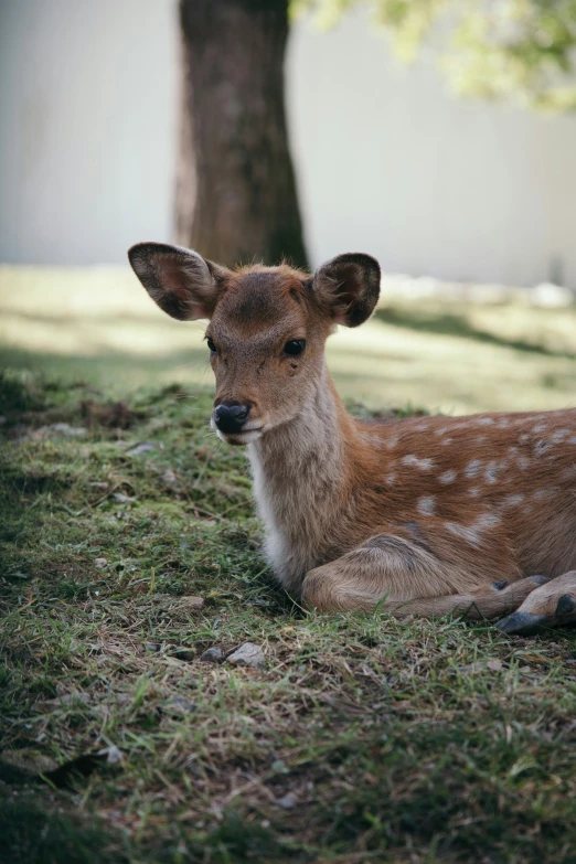 deer laying down and looking at the camera