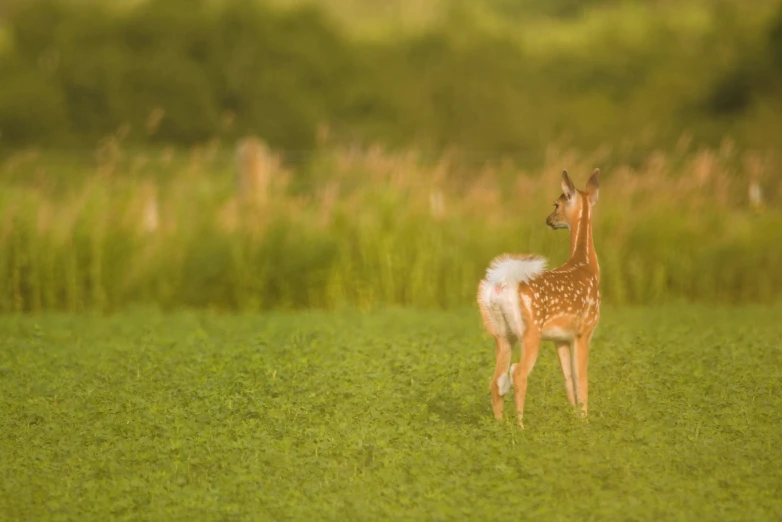 a small fawn standing in the middle of grass