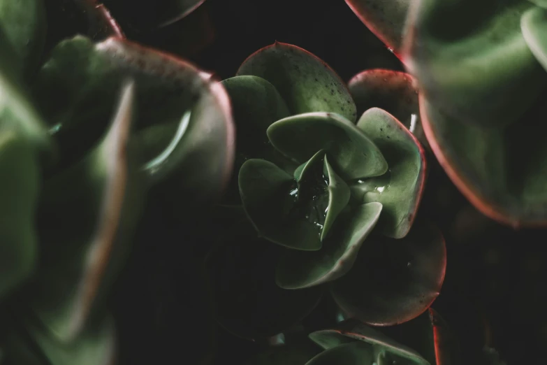 closeup of leaves of a plant with water drops