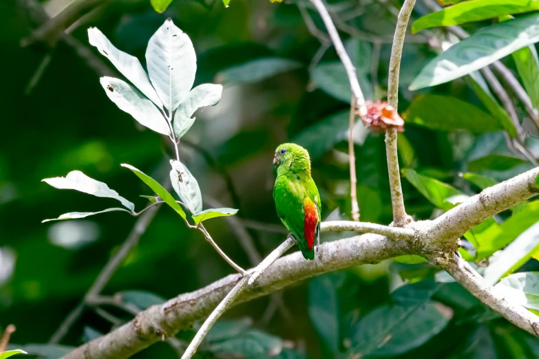 a red and green bird is perched on a nch