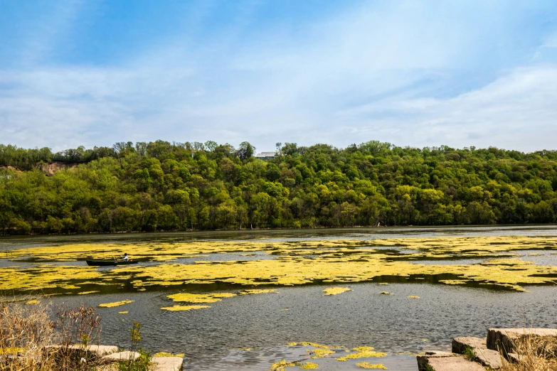 water plants floating in a river surrounded by forest