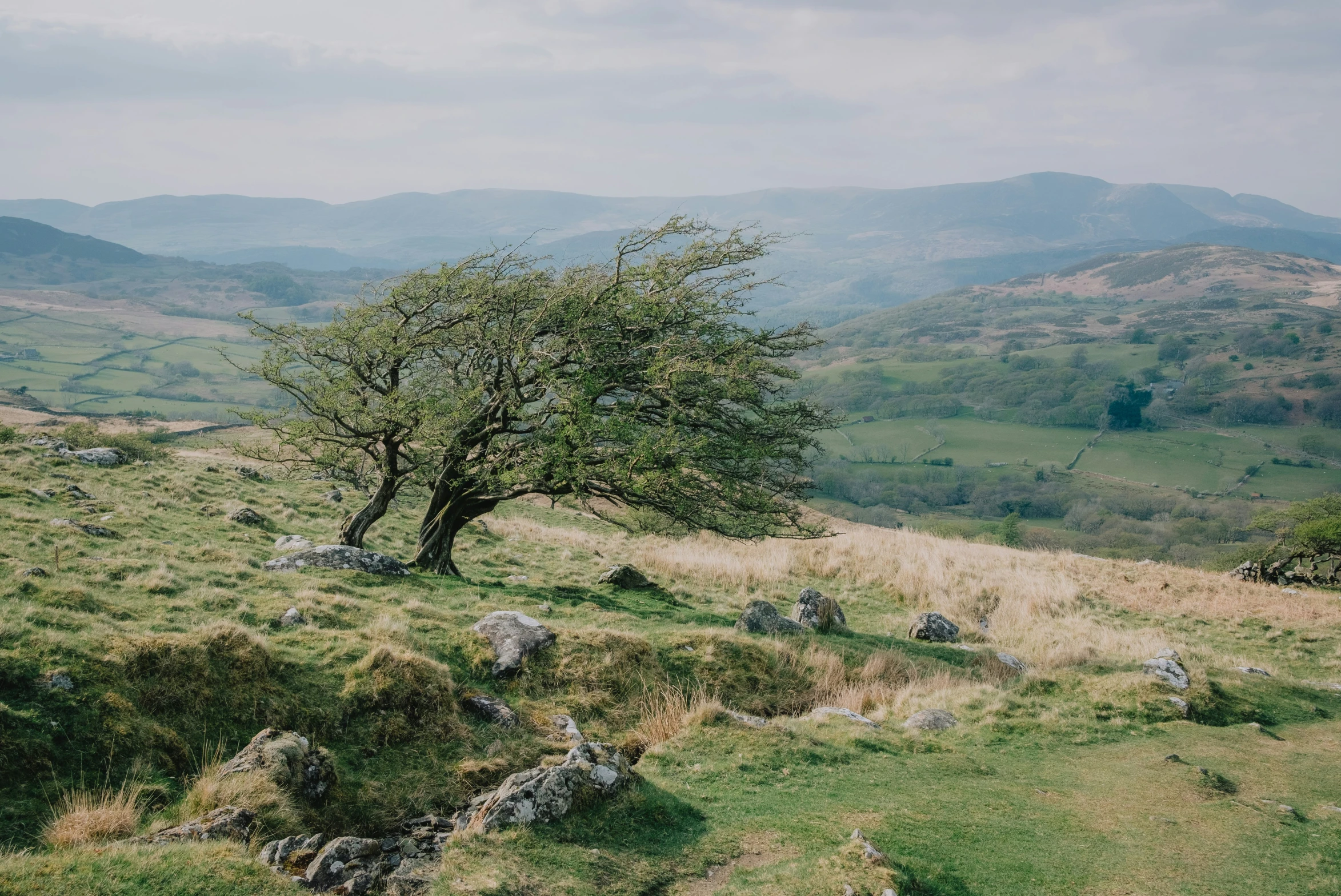 the lone tree on a hilly hill is shown