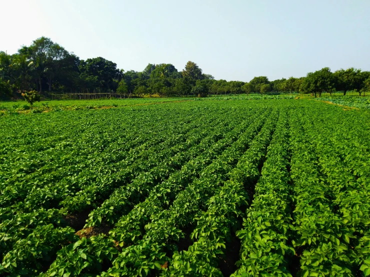 rows of young lettuce grown in a green field