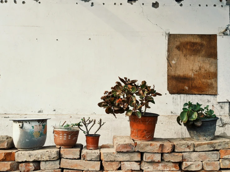 five potted plants on the ledge of an old house