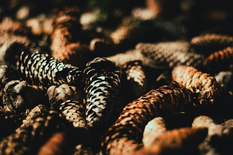 some very pretty pine cones by some very cute brown ones