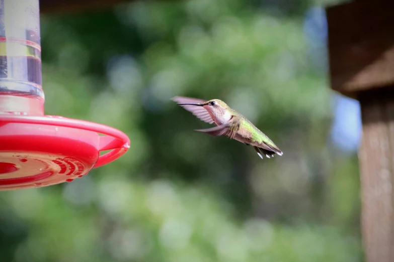 a hummingbird approaching a bird feeder to drink nectar