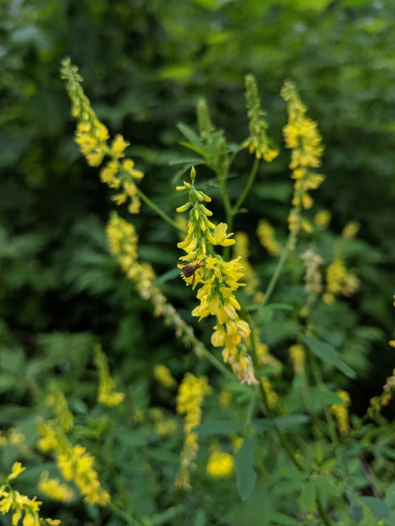 a field of yellow flowers surrounded by green plants