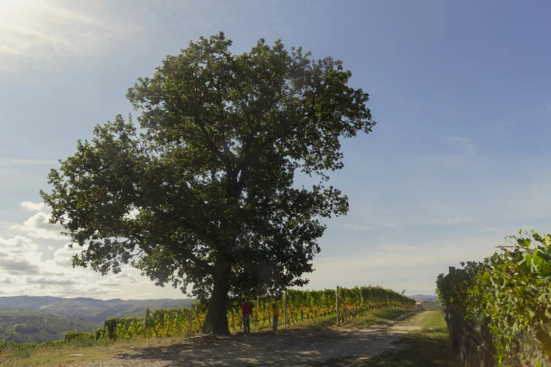 a large tree sitting on the side of a dirt road