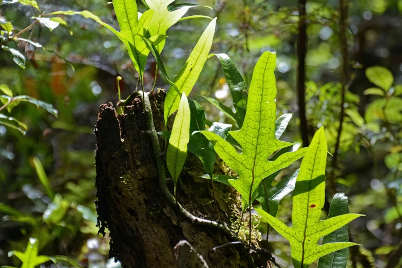 leaves and nches in a heavily forested area