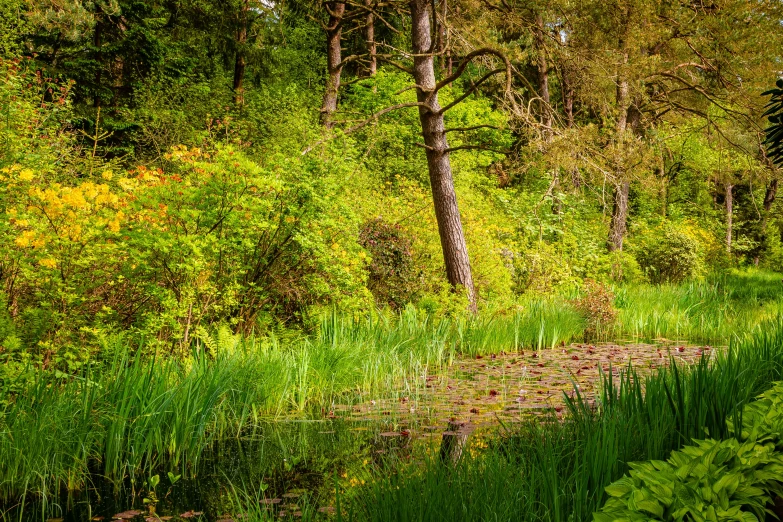 a river in the middle of a forest with lots of trees