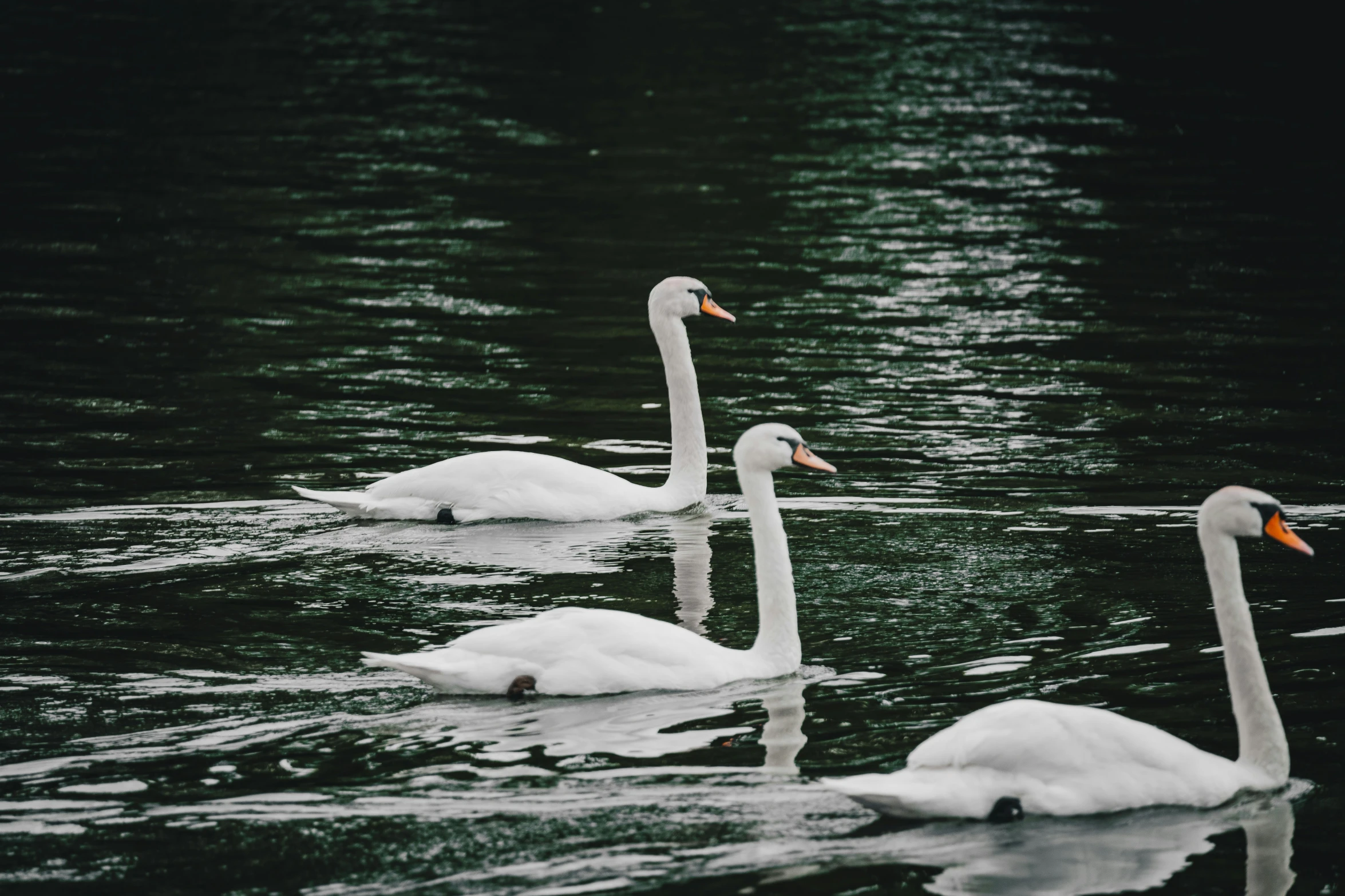 three ducks swimming on a body of water