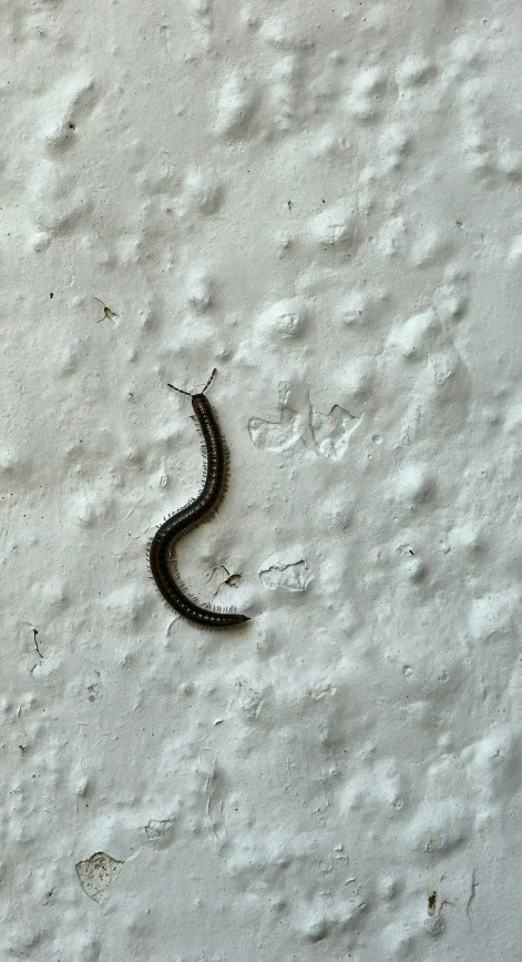 a black worm with a white background on the ground