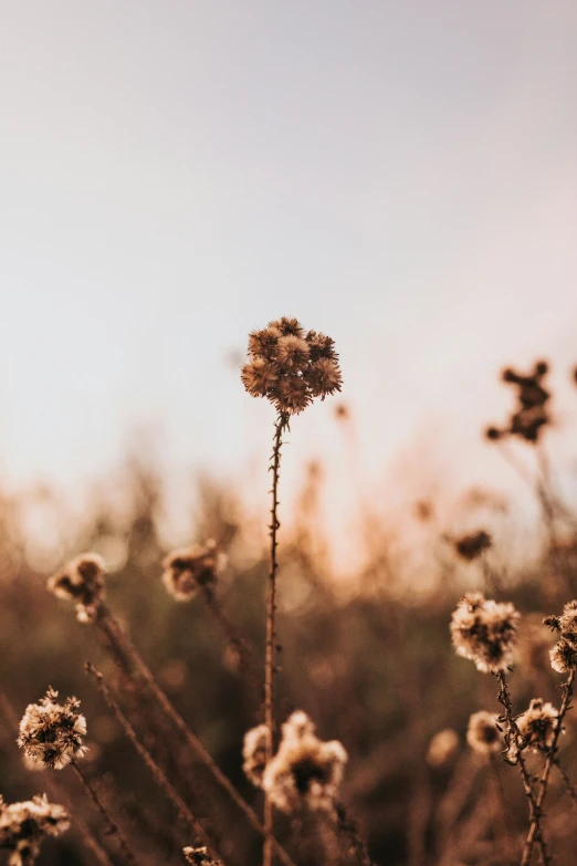 a field with lots of weeds on it and a sky in the background