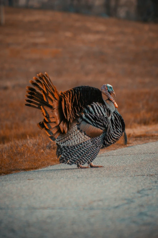 the male turkey is standing out on the ground